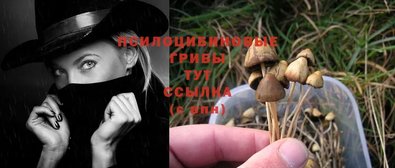 Галлюциногенные грибы Cubensis Заволжье