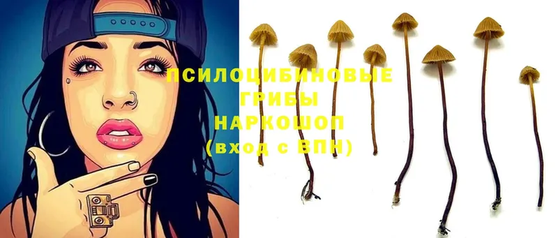 kraken как зайти  Заволжье  Галлюциногенные грибы Magic Shrooms 